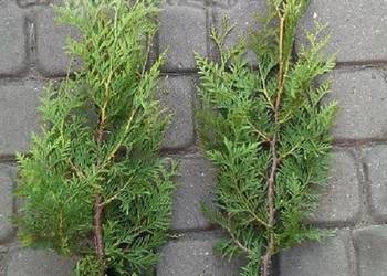 Thuja Brabant 30-50 cm Tuja Brabant 30-50 cm w donicy Tania