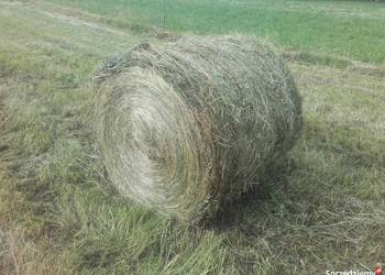 Siano ze zbioru 2025