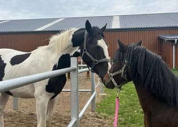 Sprzedam prawie 3 letniego ogiera