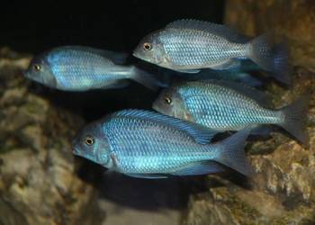 pyszczaki, Cyrtocara Moorii, delfinek