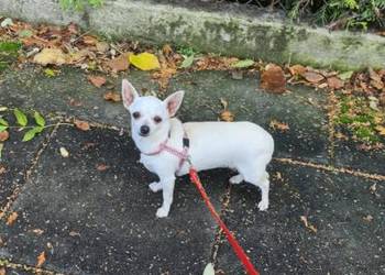 Chihuahua suczka biała  1,5 roczna