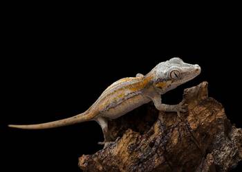 Gekon gargulcowy Rhacodactylus auriculatus nie orzęsiony