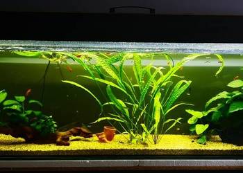 Akwarium 360 L na wymiar