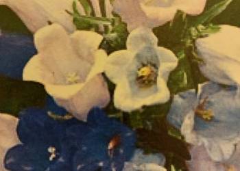 Rośliny ozdobne 2 -letnie, pomoc do nauki i rozpoznawania