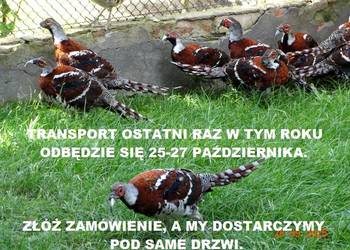 Sprzedam Bażanty Kasztanowe Elioty (Bażant) z 2025 - Samce i Samice