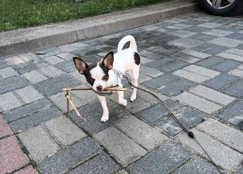 Piesek rasy chihuahua