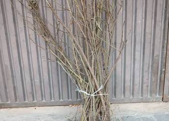 Róża pomarszczona rosa rugosa duże sadzonki 80-100cm żywopłoty skarpy