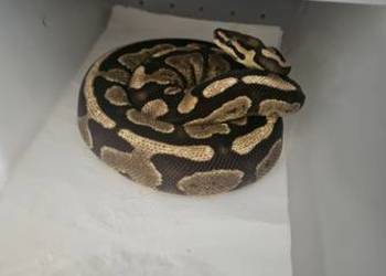Pyton królewski samica fire