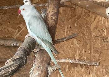 Aleksandreta obrożna