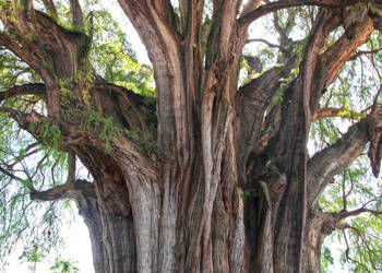 CYPRYŚNIK MEKSYKAŃSKI Taxodium mucronatum - NASIONA 700 sztuk - 10g.