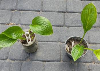 Hosta ‘Midnight Oil’ rarytas
