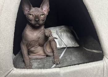 Sfinks czarny kocurek !