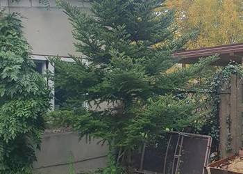 Sprzedam jodłę koreańską, około 3.5m wysoka
