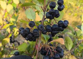 Aronia wysyłka kurierem lub paczkomatem cały kraj