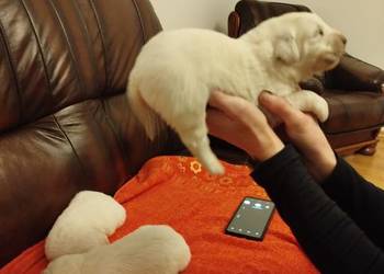 Szczeniaki Polski Owczarek Podhalański