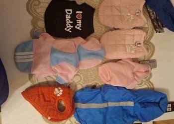 Ubranko Xs York, Chihuahua W-wa