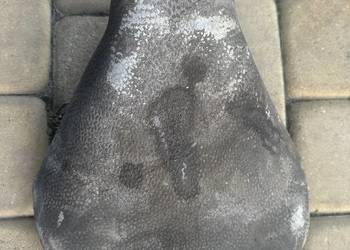 Siedzenie sztywniak komar