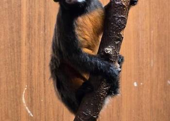 Tamaryna czerwonobrzucha