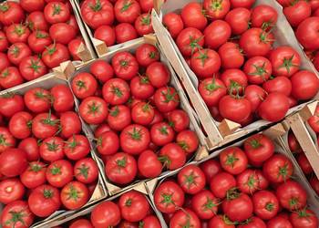 Sadzonki pomidorów rozsada Malinowy Ożarowski