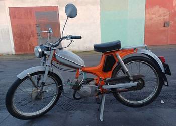 Komar zarejestrowany