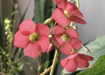 szczawik oxalis
