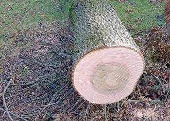 Drzewo jesion 3 duże odnogi Drzewo jesion 3 duże odnogi