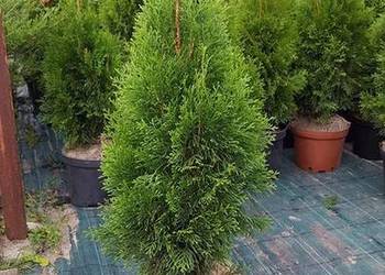 Thuja Smaragd (Szmaragd) 130-140 cm A