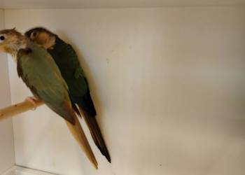 Rudosterki para lęgowa.