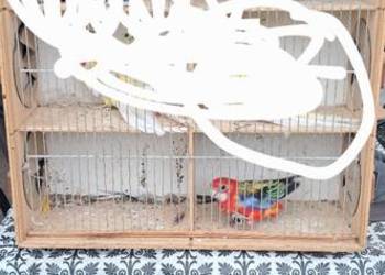 Rozzele białolice samice