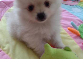 szpic mały do rezerwacji