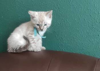 Koty Bengalskie do Rezewacji