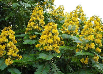 CASSIA SIAMEA Cassia siamea - NASIONA 100g