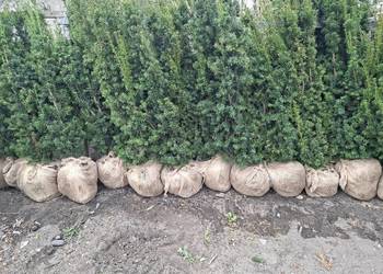 Szybkorosnący Gotowy Żywopłot Cis Hicksii