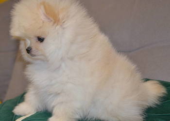 SZPIC MINIATUROWY POMERANIAN ŚLICZNY MALUTKI PUCHATY PIESEK