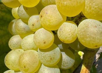 Szczepione winogrono na wino i soki Solaris. Sadzonki winorośli. Szczepione winogrono na wino i soki Solaris. Sadzonki winorośli.