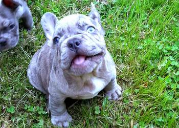 Buldog francuski pieski