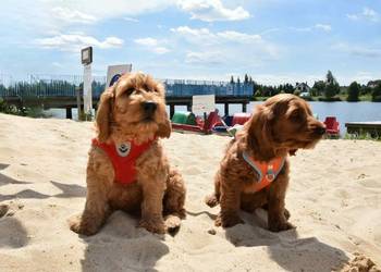 Cockapoo Słodki Samczyk F1