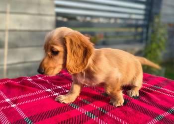 Jamnik długowłosy Dackel dachshund GOLD Biszkoptowe Kremowe