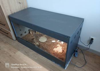 Młody żółw lamparci z terrarium- wyposażenie premium! żółw lądowy