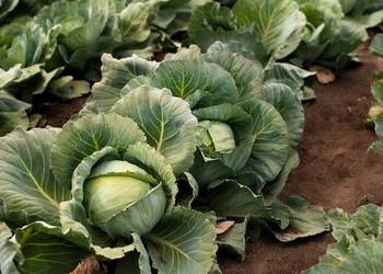 SPRZEDAM KAPUSTĘ PASZOWĄ, MOŻLIWY TRANSPORT!!