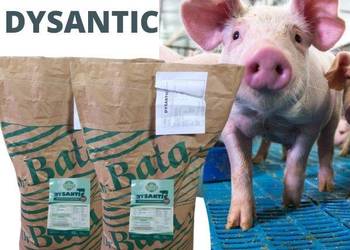 Dysantic 25kg-pomoc w zwalczaniu BIEGUNEK_DYZENTERII u świń