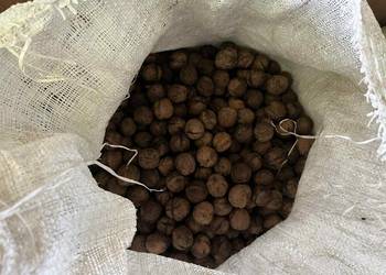 Orzechy włoskie z własnego Podwórka