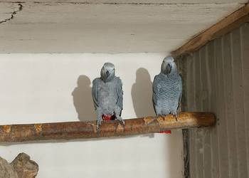 Żako kongijskie - para