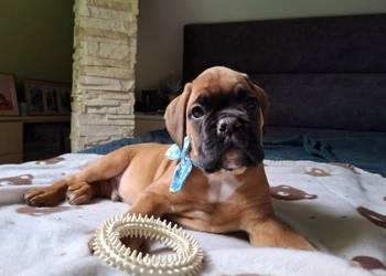 Bokser szczeniak / ojciec Fci / okazja