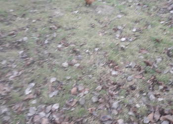 Kogutki male i średnie