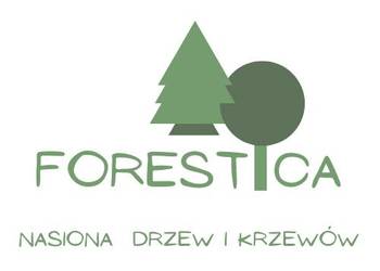 NASIONA Jałowiec wirginijski - Juniperus virginiana