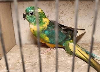 Dorosłe pary świergotek