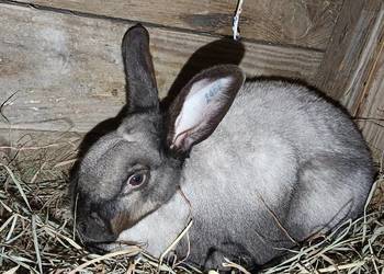 Królik samica z rodowodem