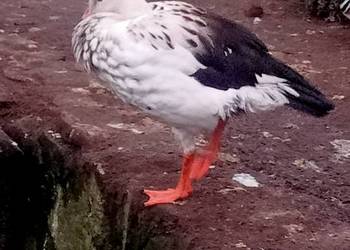 Samica magelany andyjskie gęś ozdobna