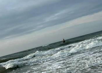 Oddam Glonojady zbrojniki Oddam Glonojady zbrojniki